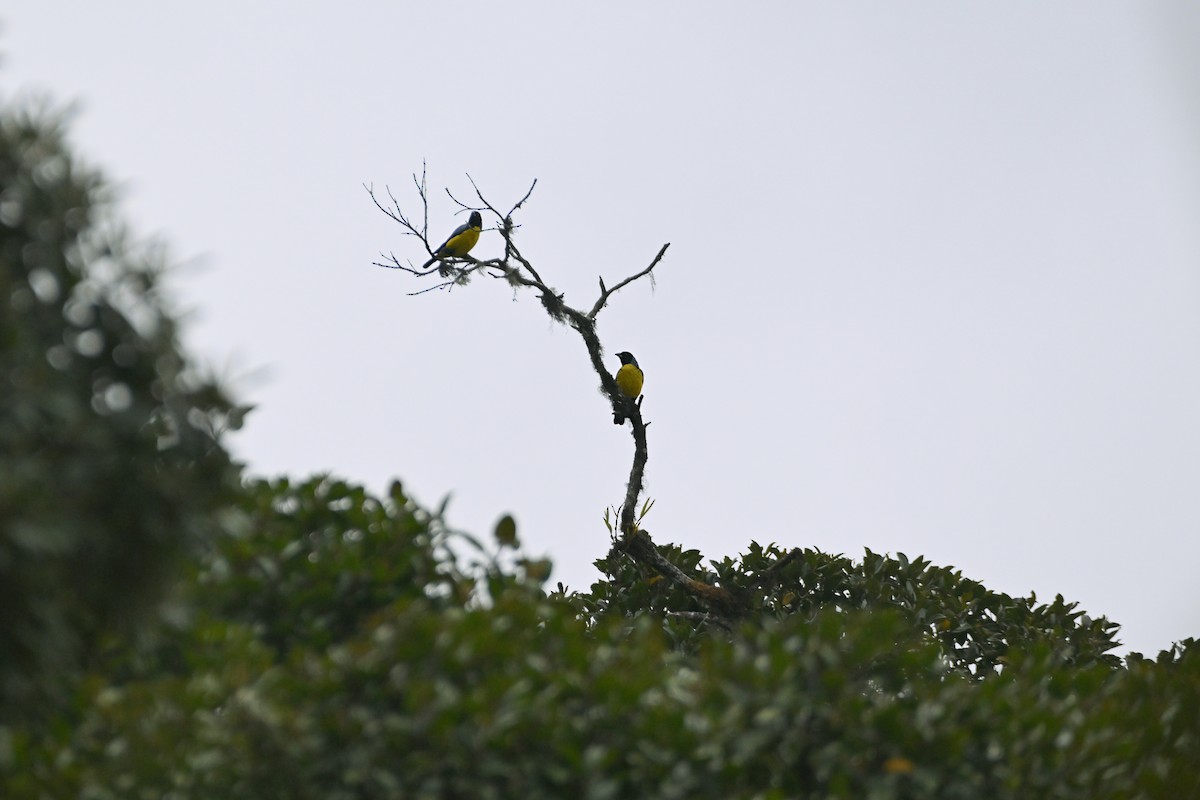 Black-chested Mountain Tanager - ML624065211