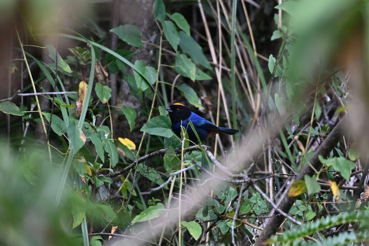 Golden-crowned Tanager - ML624065215