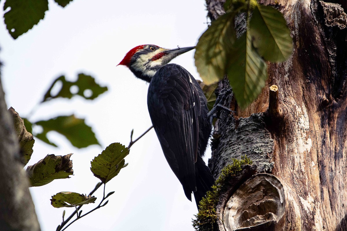 Pileated Woodpecker - Greg kerluke