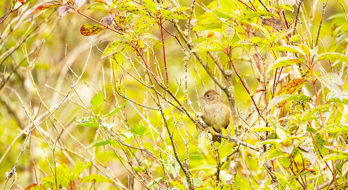 American Goldfinch - ML624065225