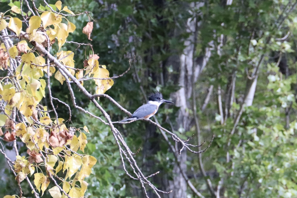 Belted Kingfisher - ML624065235