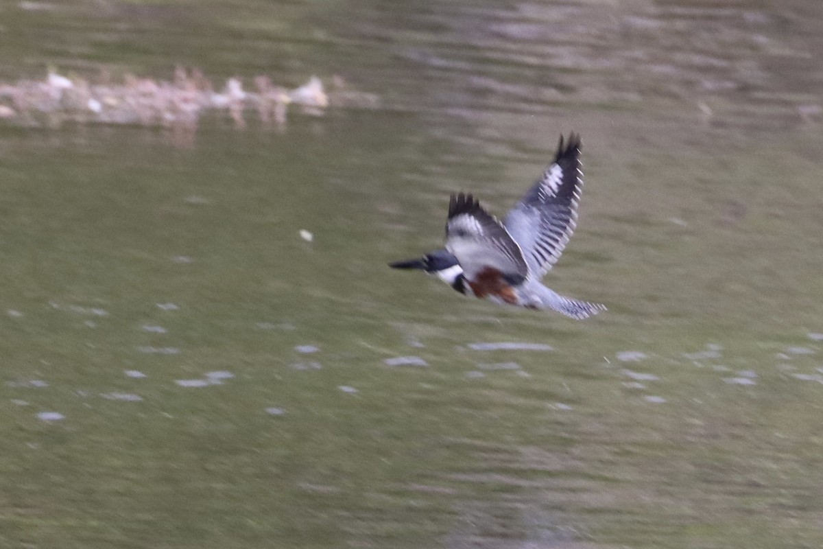 Belted Kingfisher - ML624065242