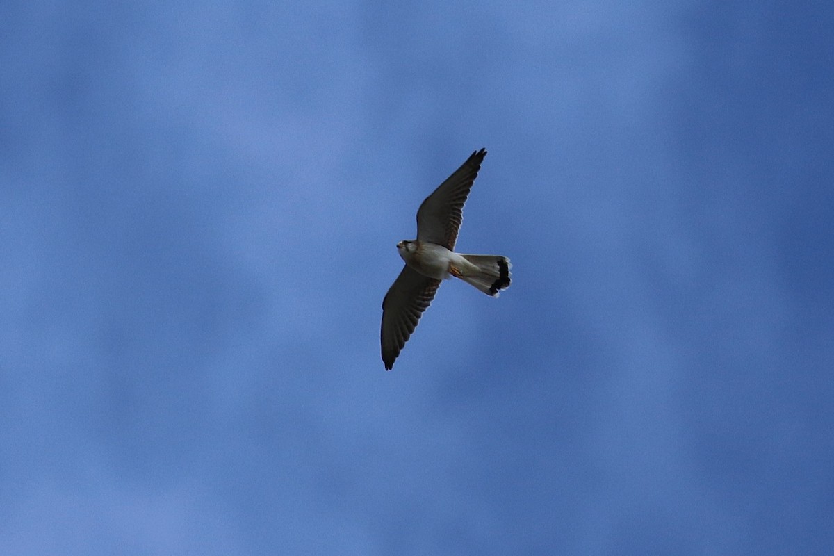 Nankeen Kestrel - ML624065245