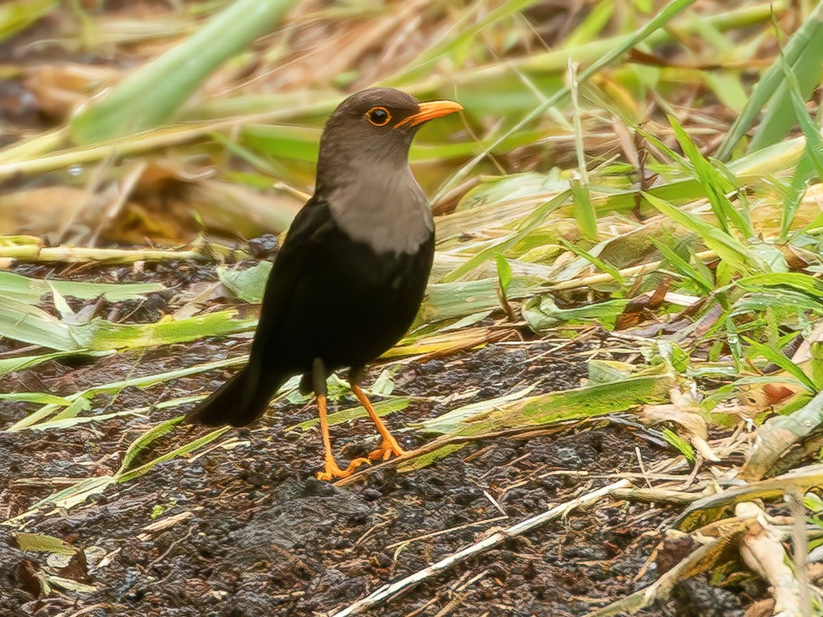 Fiji Island-Thrush - Turdus ruficeps - Birds of the World
