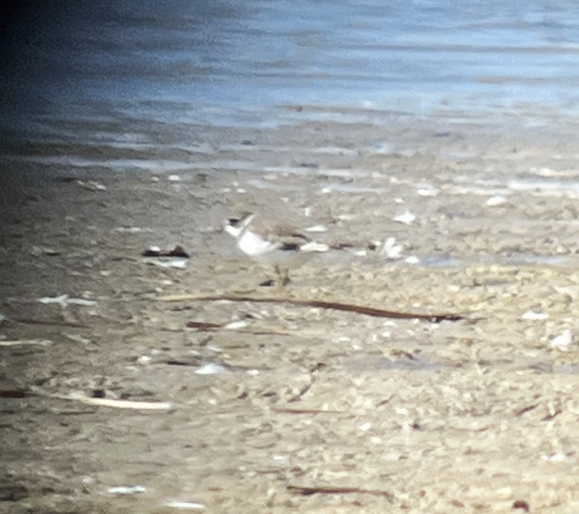 Semipalmated Plover - ML624065251