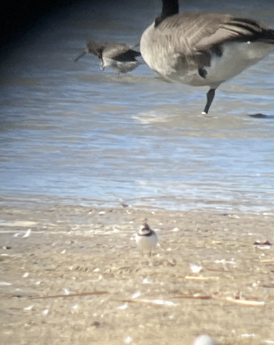 Semipalmated Plover - Sue Riffe