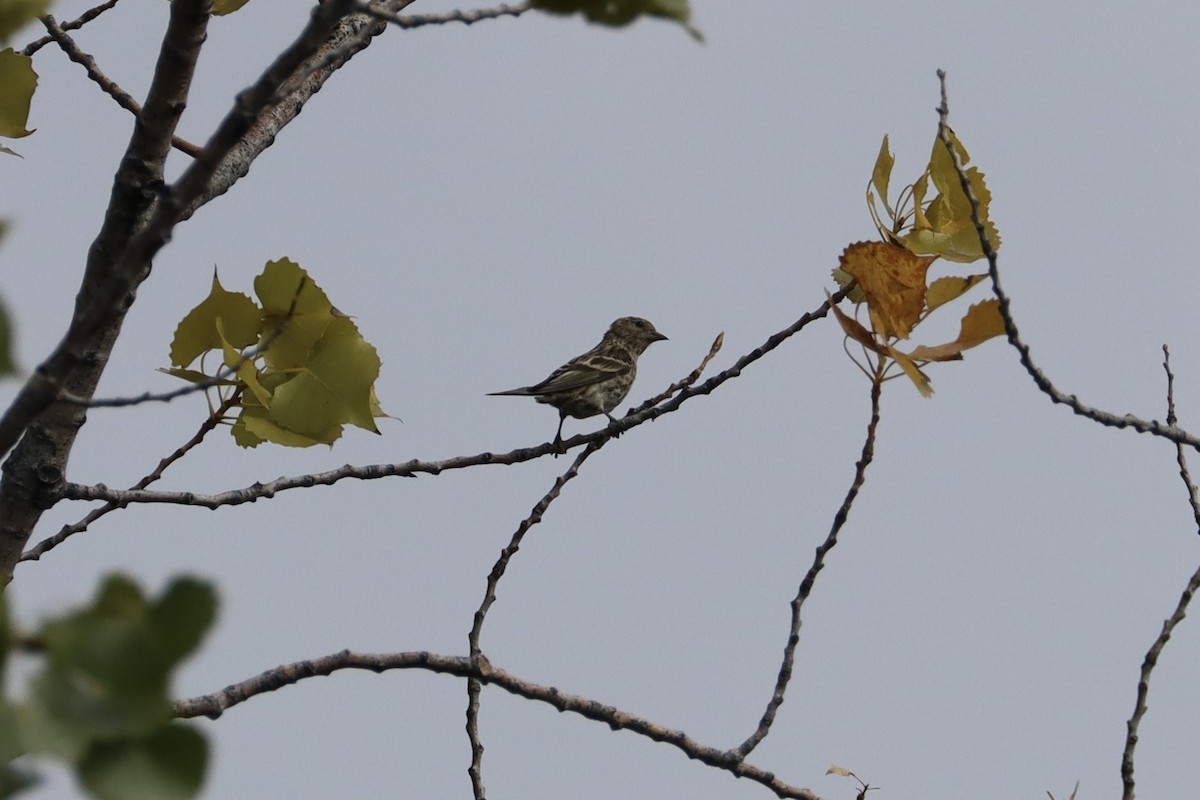 Pine Siskin - ML624065256