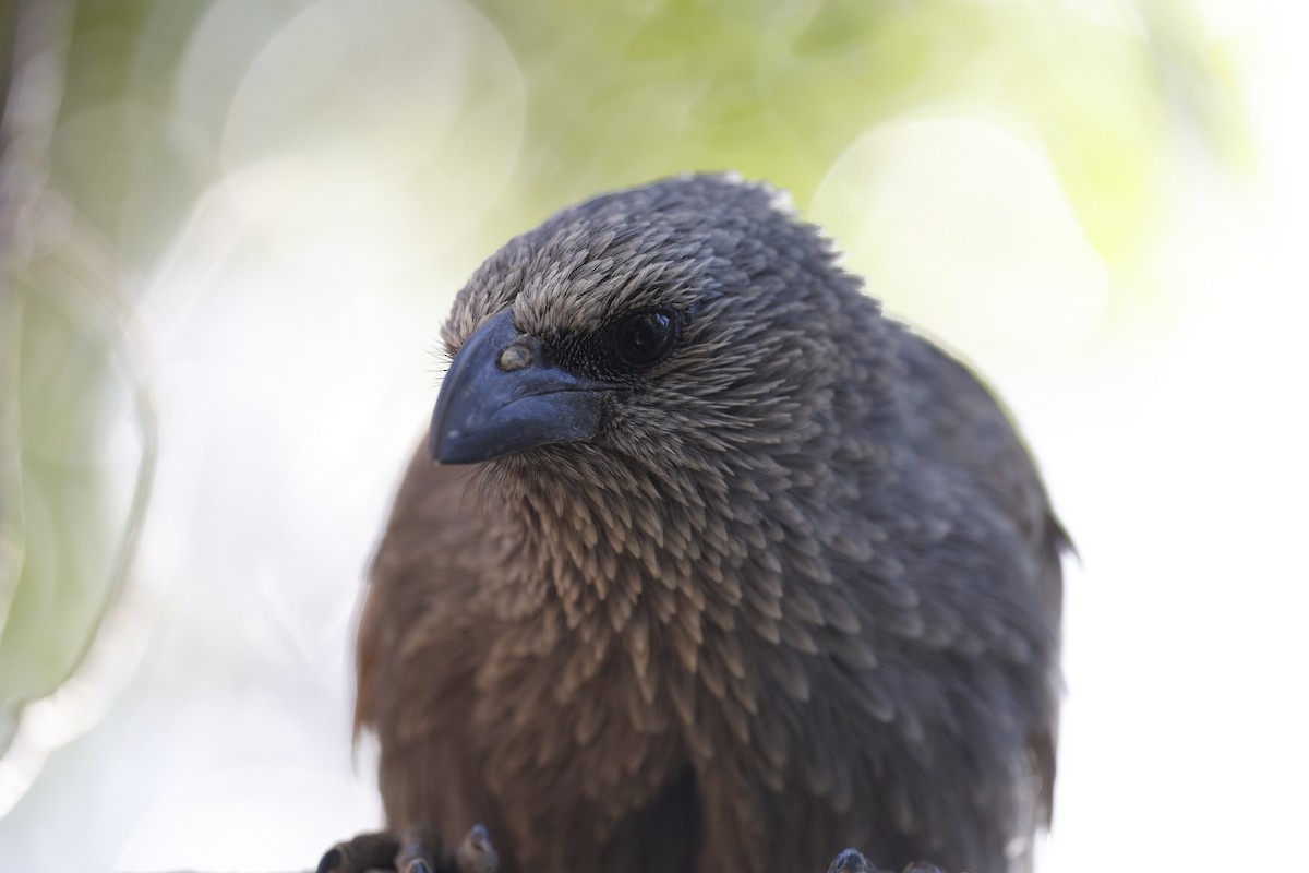 Apostlebird - ML624065257