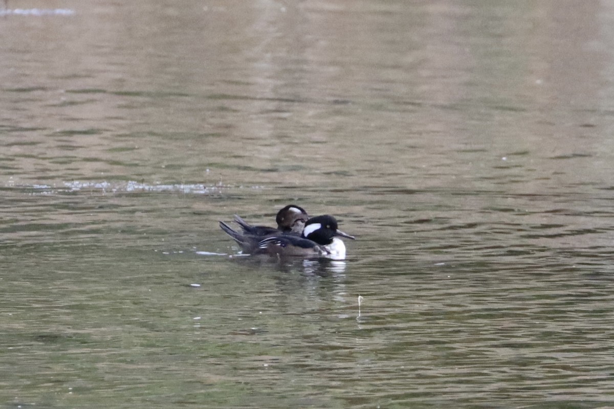 Hooded Merganser - ML624065266