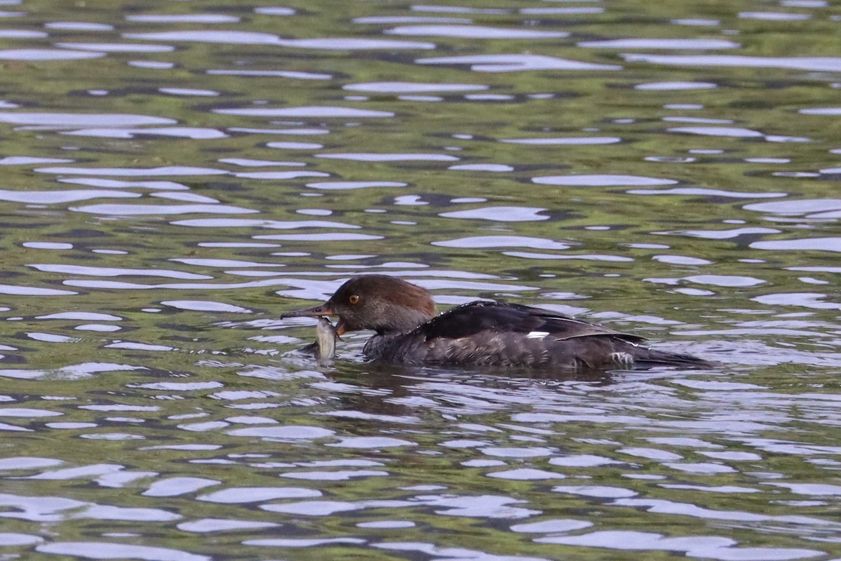 Hooded Merganser - ML624065269