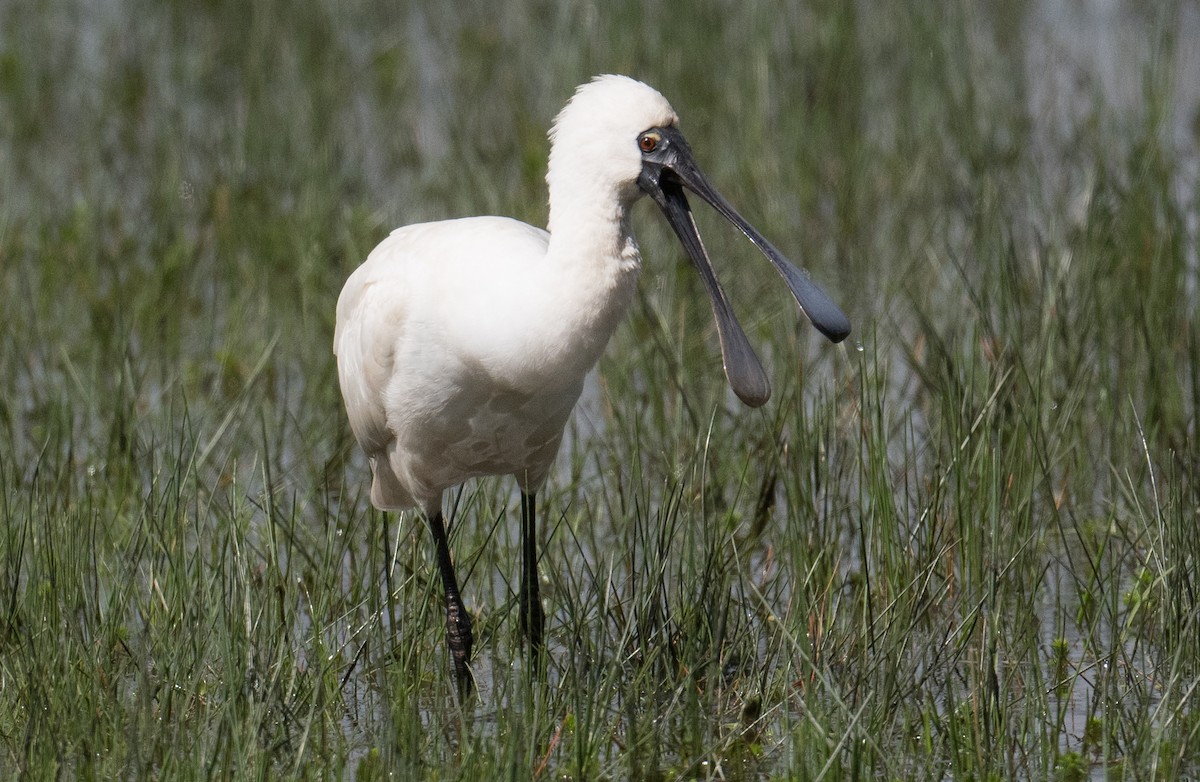 Royal Spoonbill - ML624065273