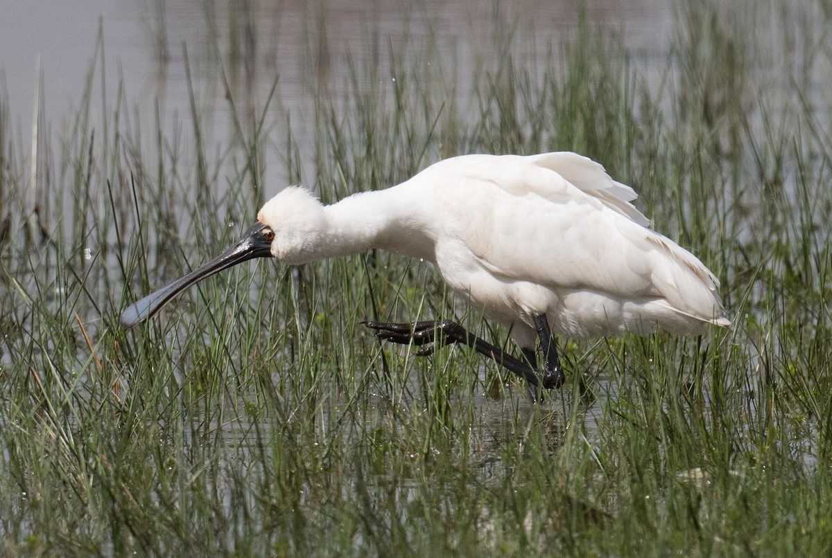 Royal Spoonbill - ML624065277