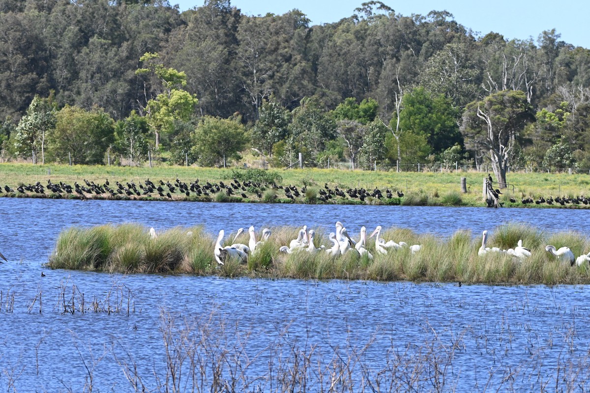 Australian Pelican - ML624065318