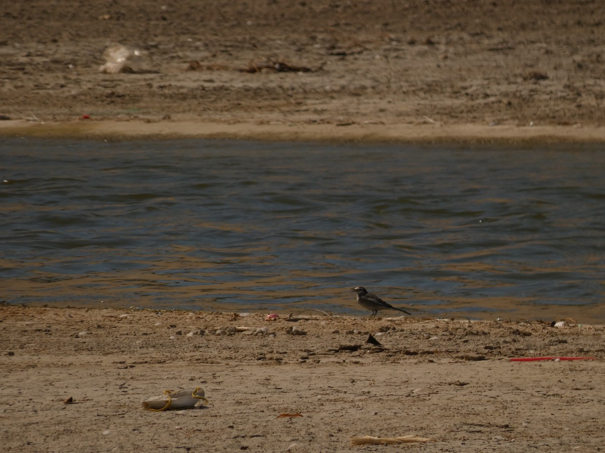 White Wagtail - ML624065319