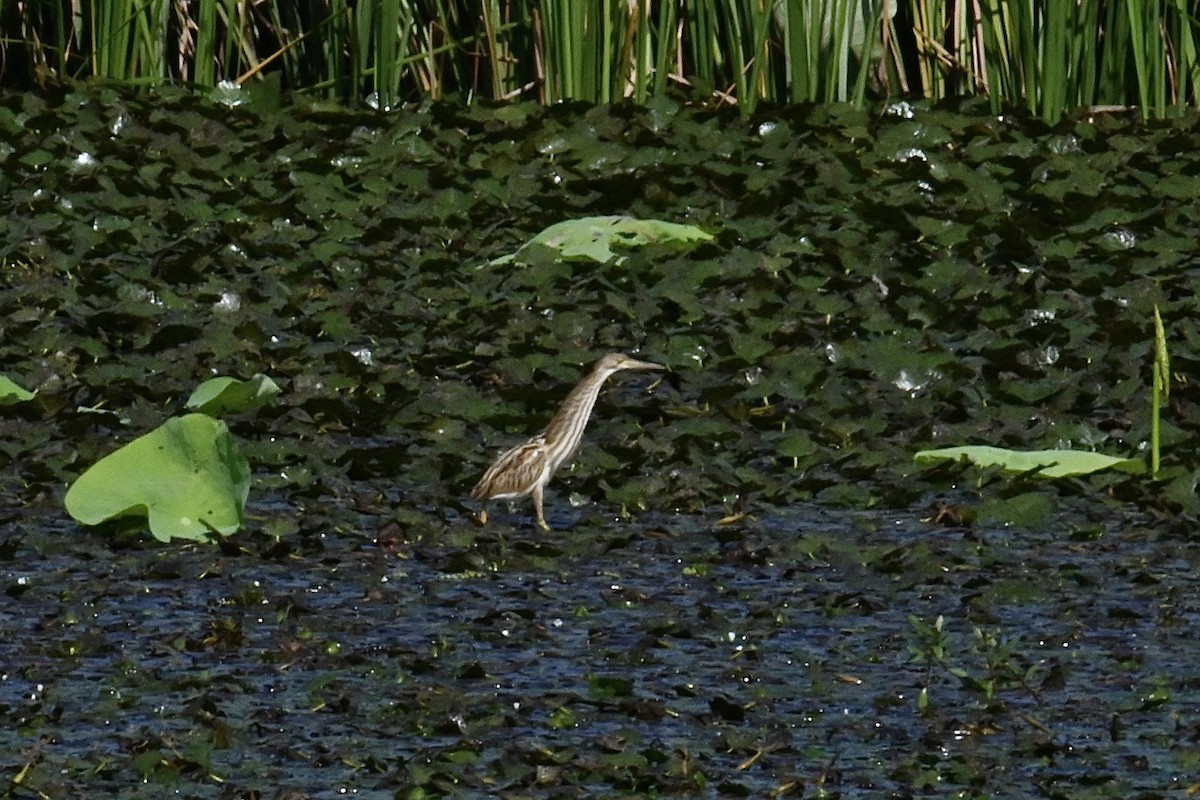 Yellow Bittern - ML624065321