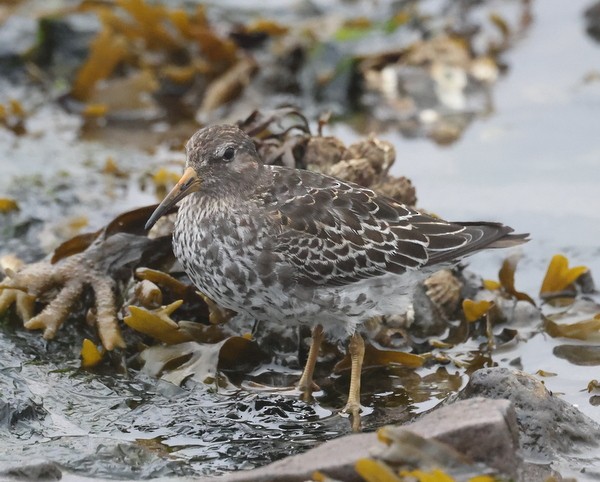 Rock Sandpiper - ML624065324