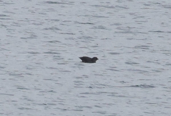 Crested Auklet - ML624065328