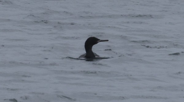 Red-faced Cormorant - ML624065330