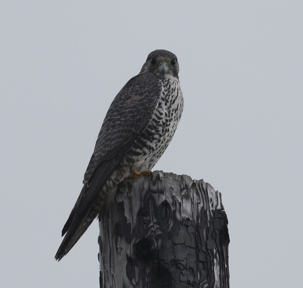 Gyrfalcon - ML624065332