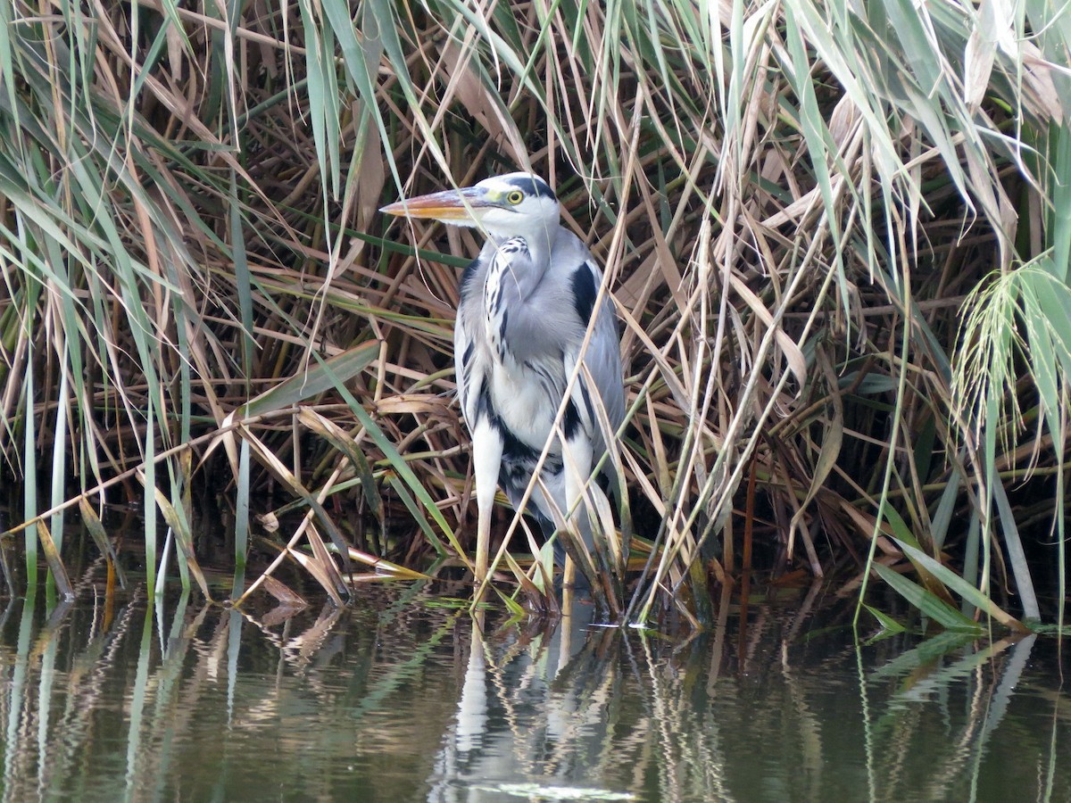 Gray Heron - HITOSHI IIZUMI