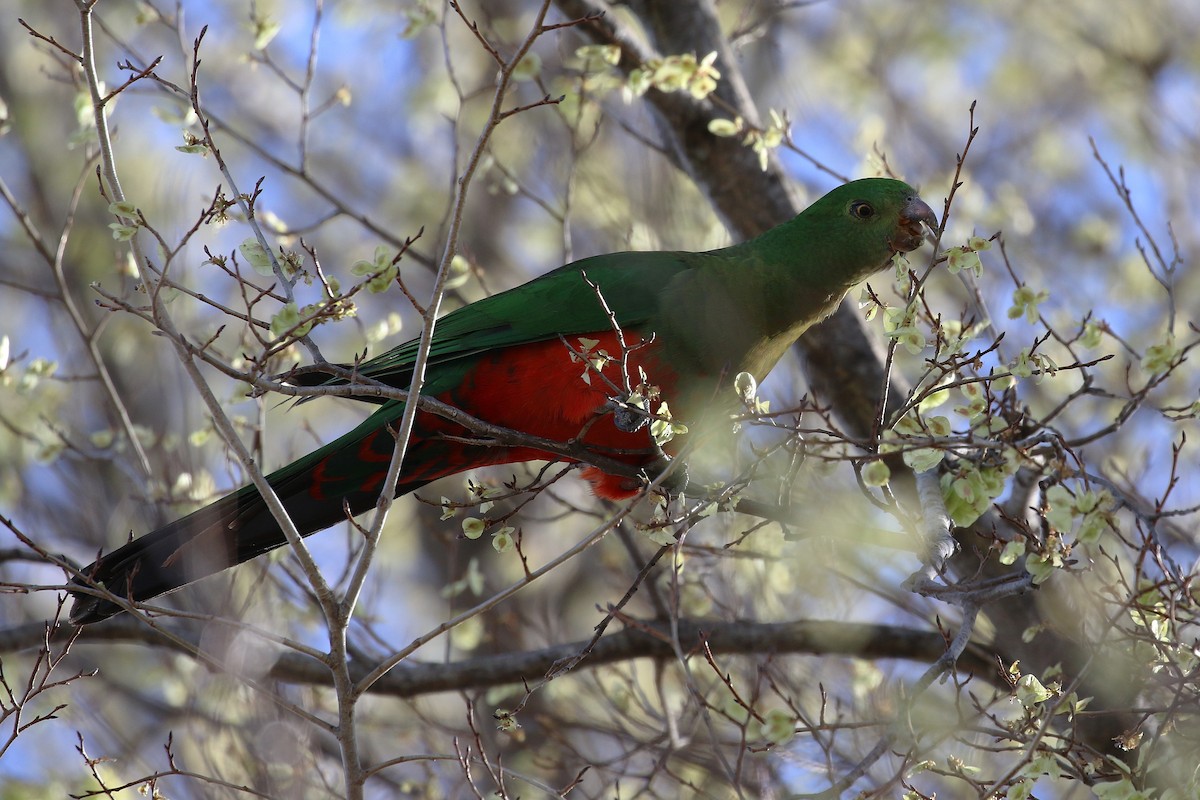 Australian King-Parrot - ML624065339