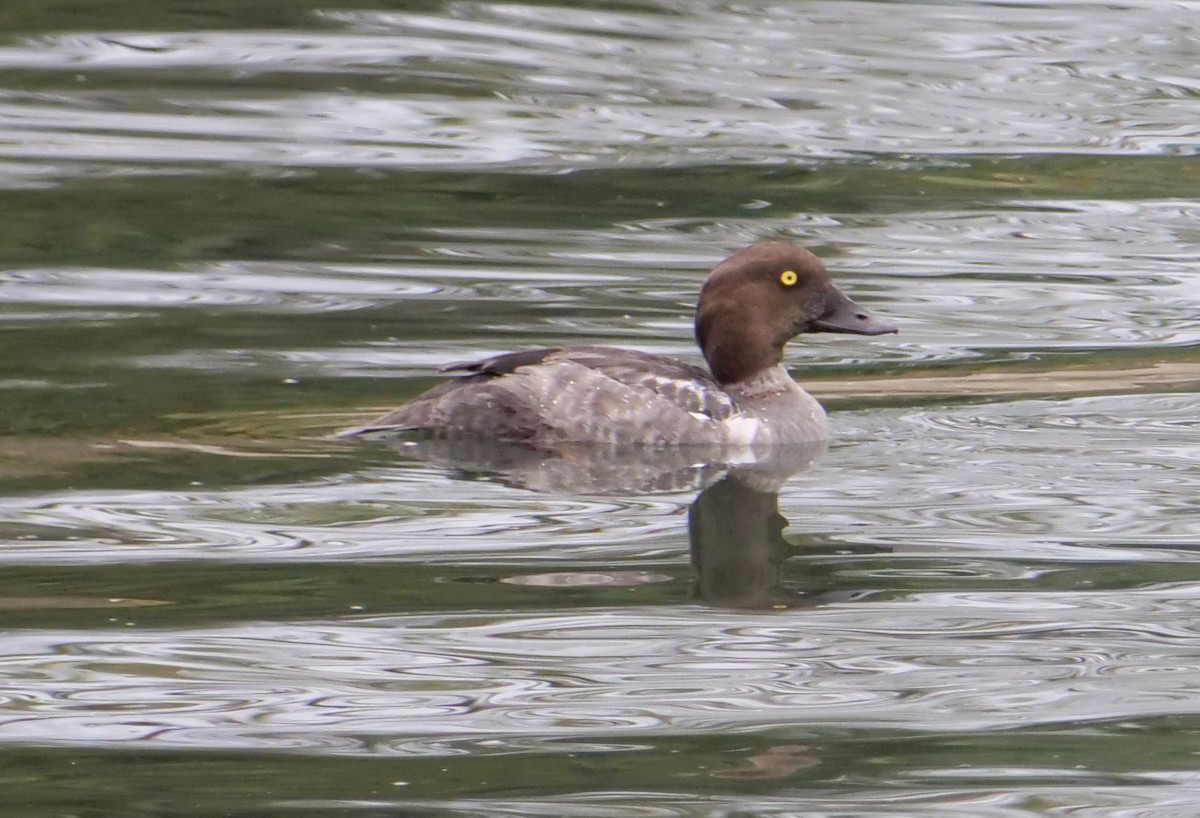 Common Goldeneye - ML624065340