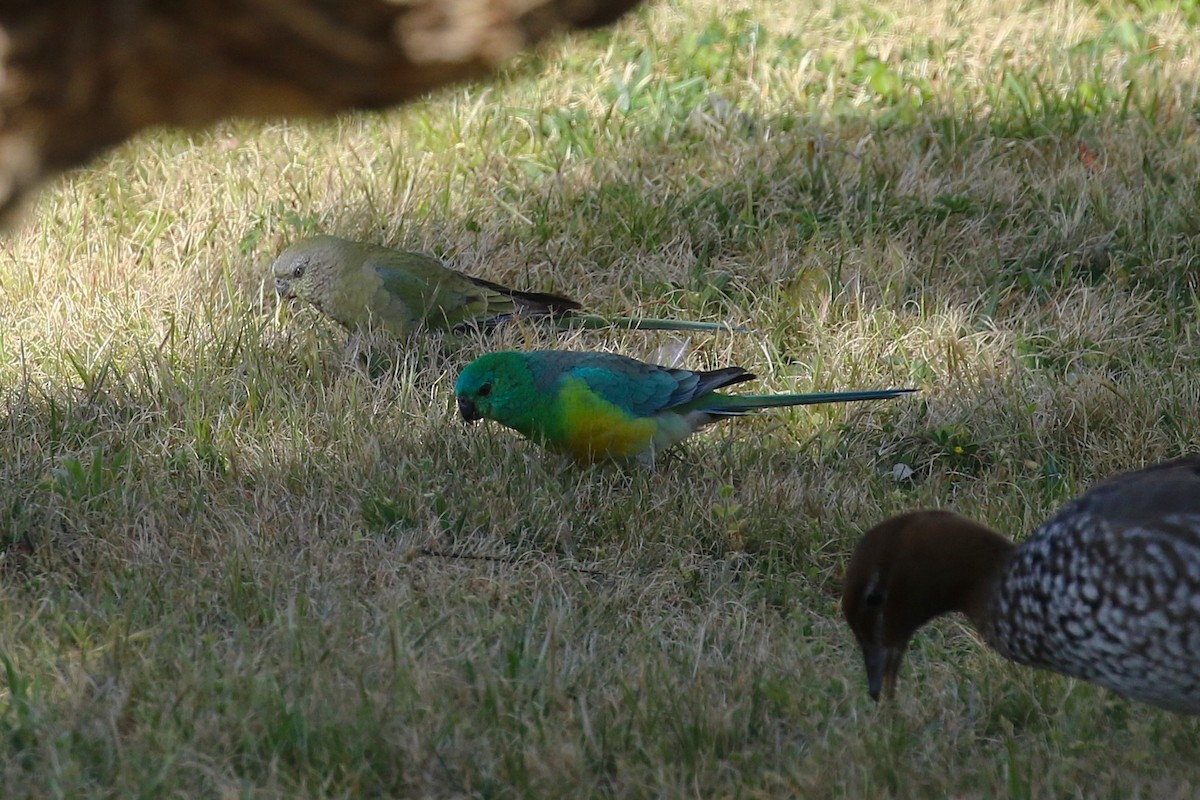 Red-rumped Parrot - ML624065343