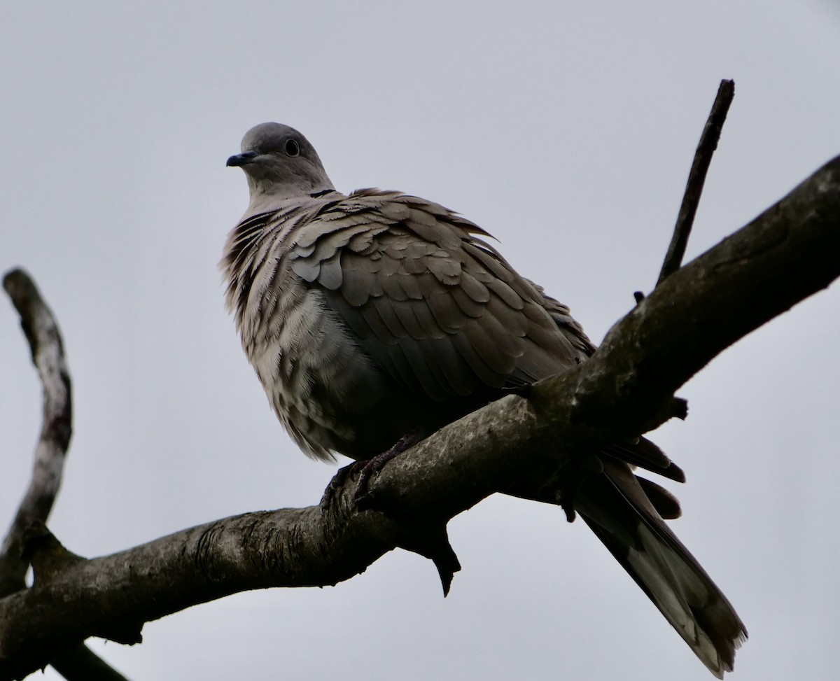 Eurasian Collared-Dove - Jan Bryant