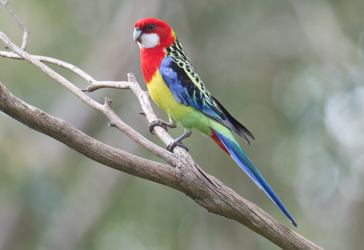 Eastern Rosella - ML624065345