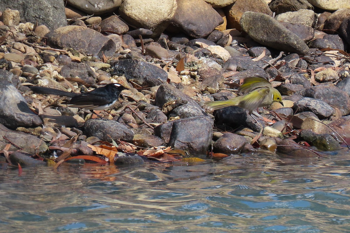 White-plumed Honeyeater - ML624065348