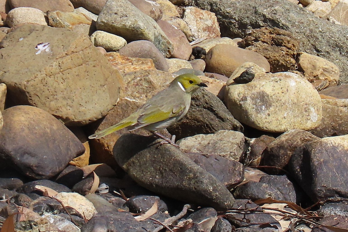 White-plumed Honeyeater - ML624065351