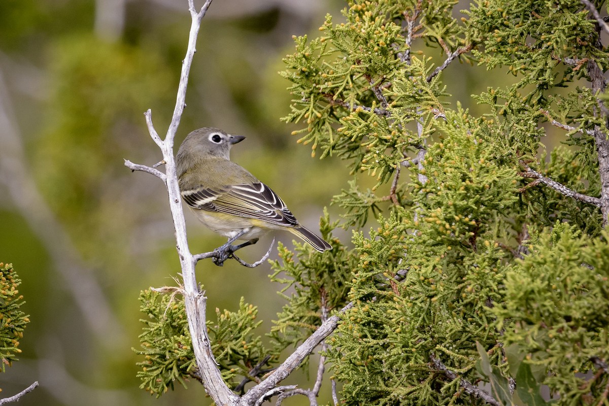 Vireo de Cassin - ML624065352