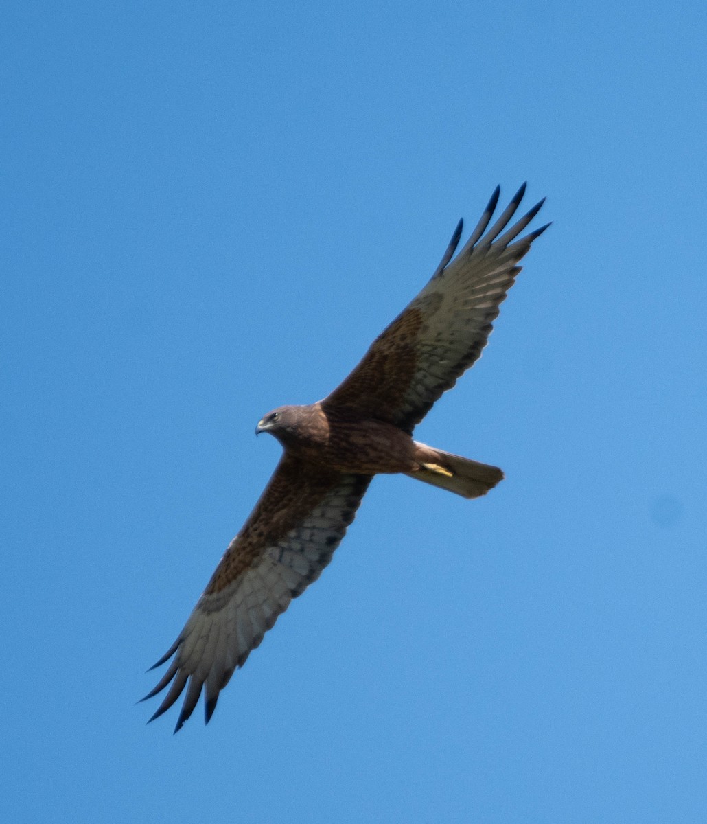 Aguilucho Lagunero del Pacífico - ML624065364