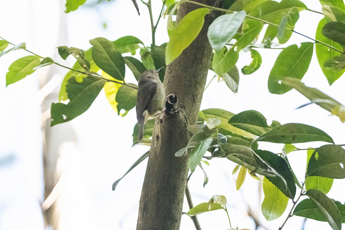 Large-billed Scrubwren - ML624065378