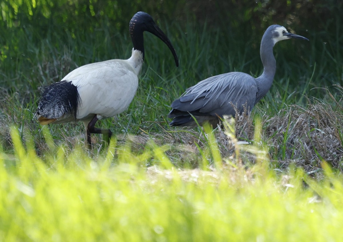 White-faced Heron - ML624065392