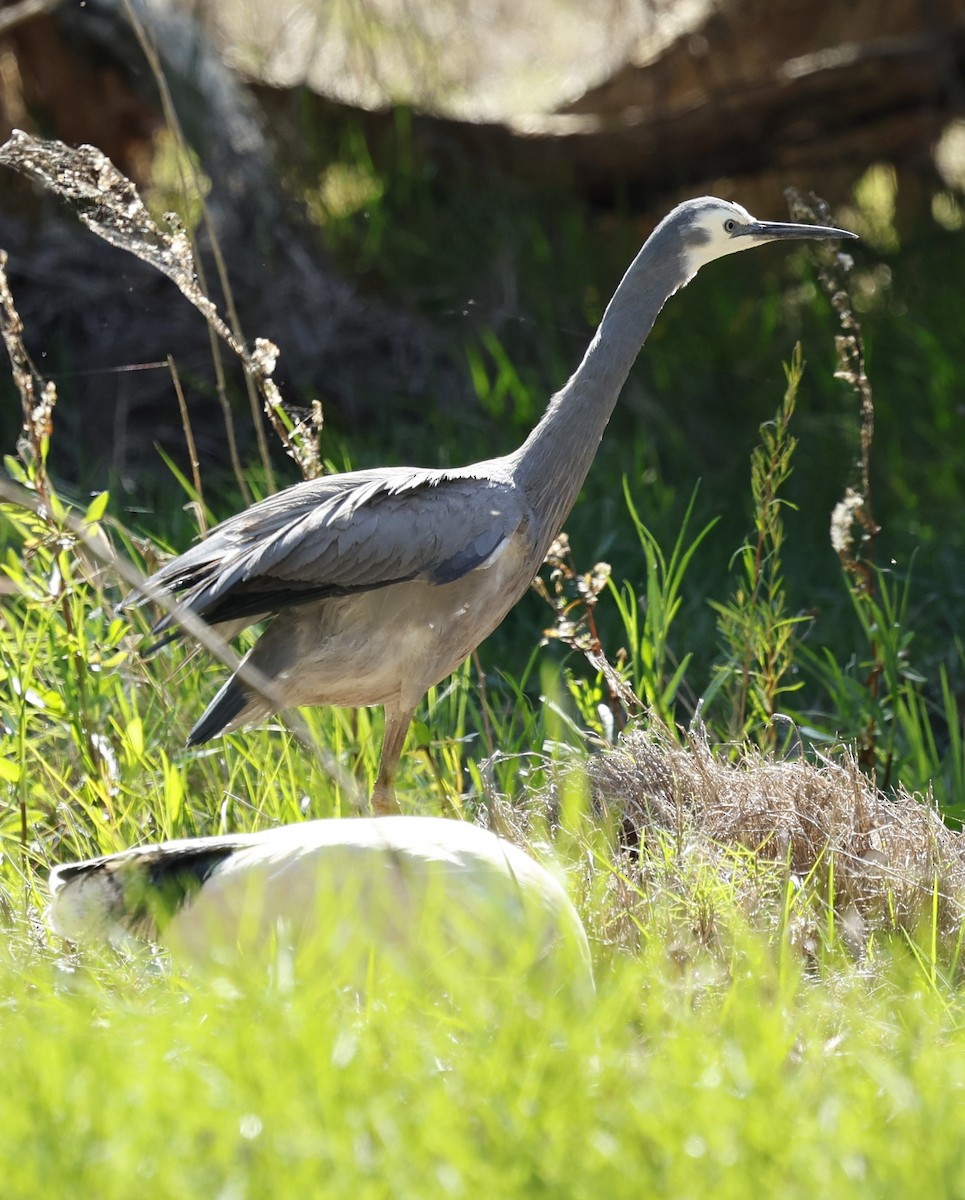 White-faced Heron - ML624065393