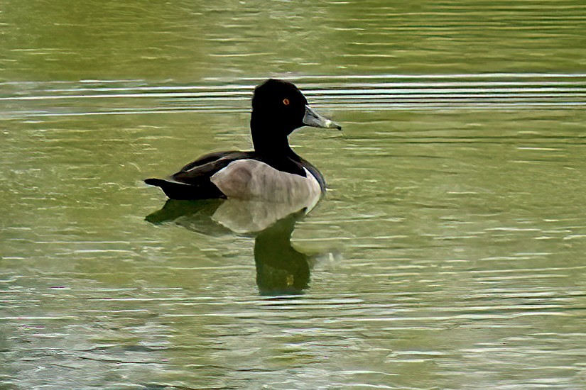 Ring-necked Duck - ML624065402