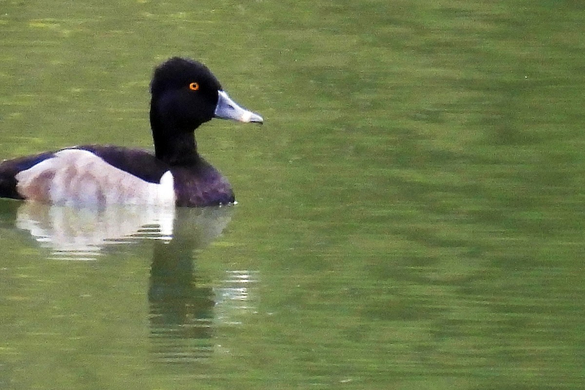 Ring-necked Duck - ML624065403