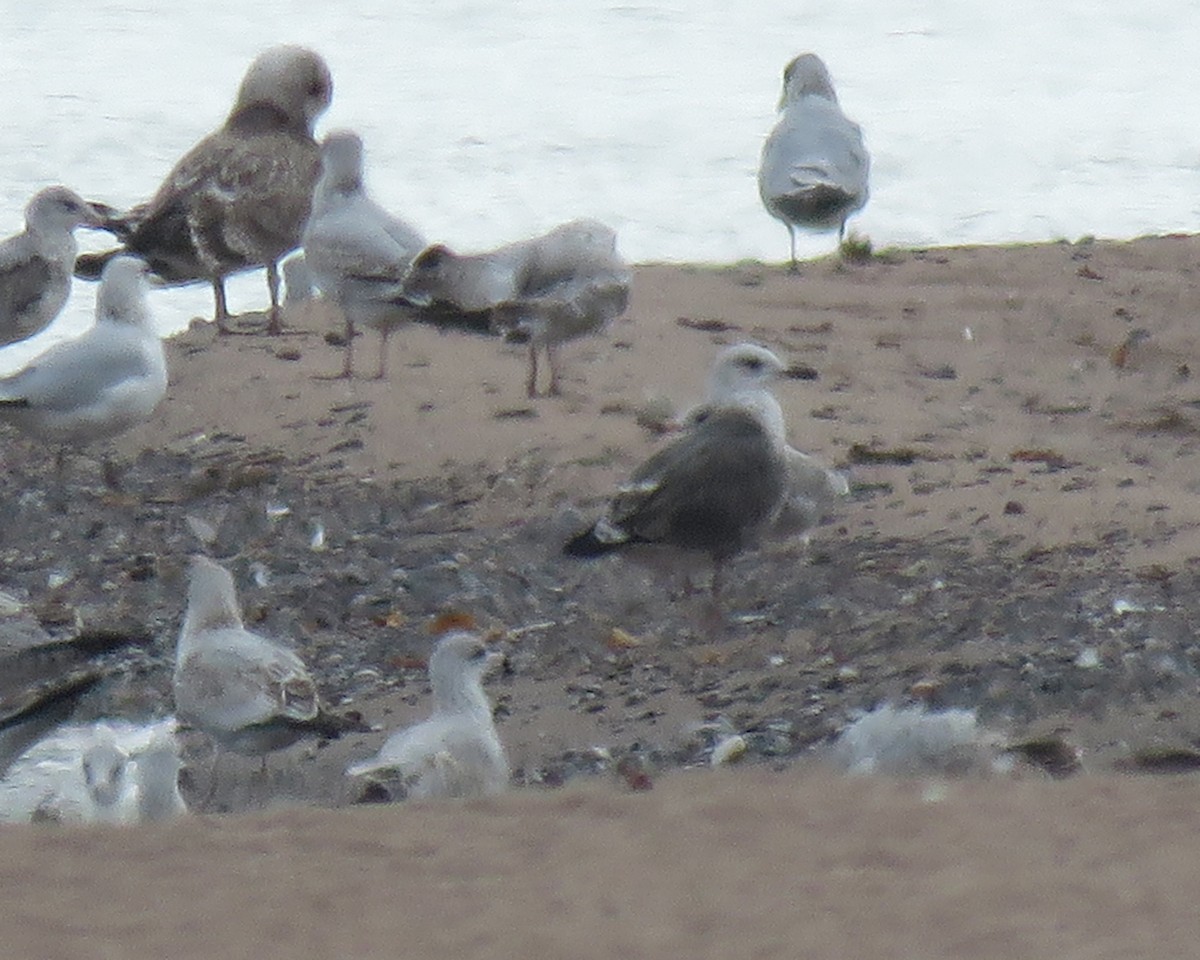 Lesser Black-backed Gull - ML624065404