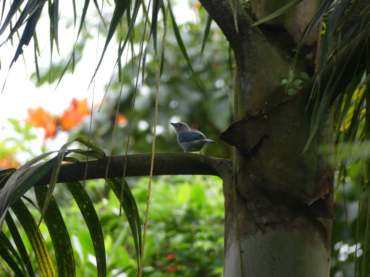 Blue-gray Tanager - ML624065411