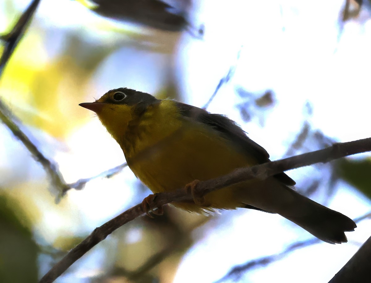 Canada Warbler - ML624065417