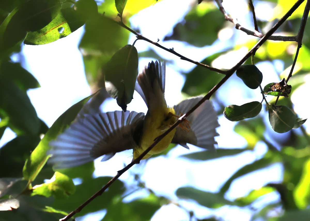 Canada Warbler - ML624065423