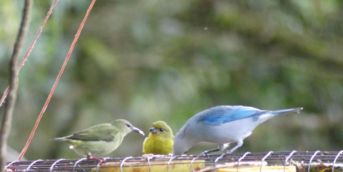 Thick-billed Euphonia - ML624065429