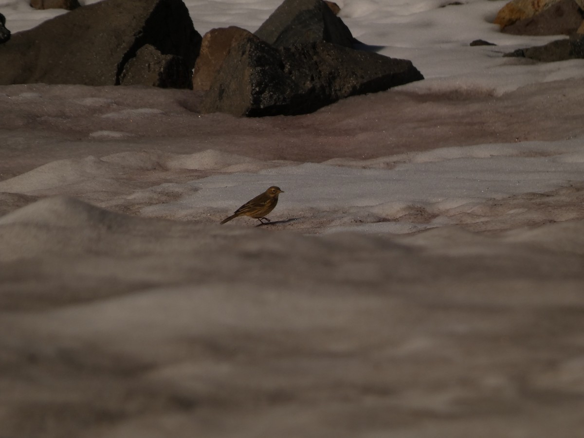 American Pipit - ML624065434