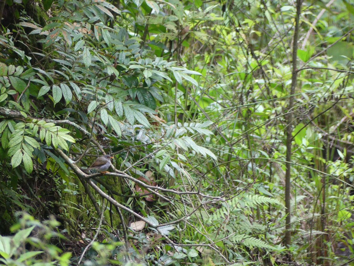 Orange-billed Nightingale-Thrush - ML624065441