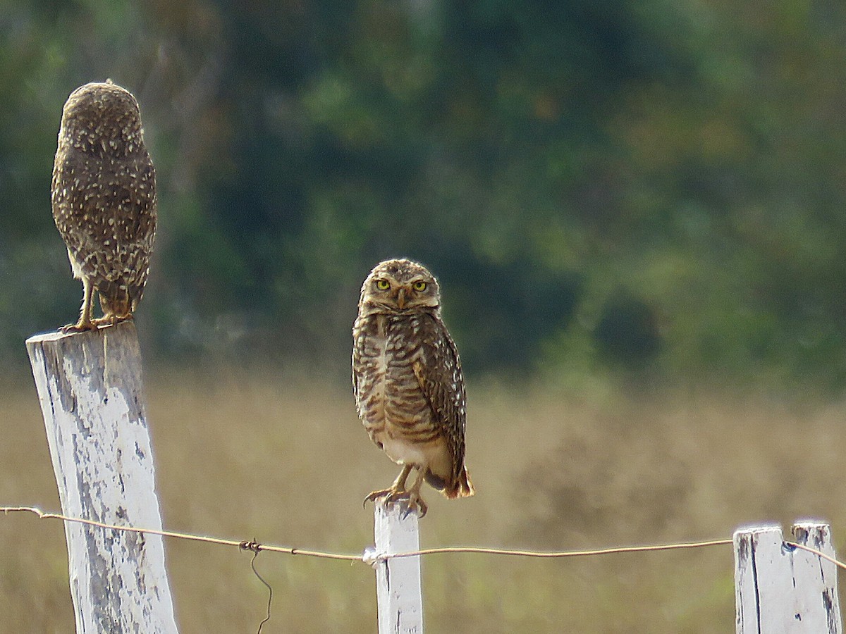 Burrowing Owl - ML624065446