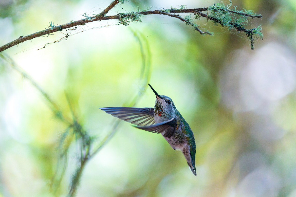 Anna's Hummingbird - ML624065453