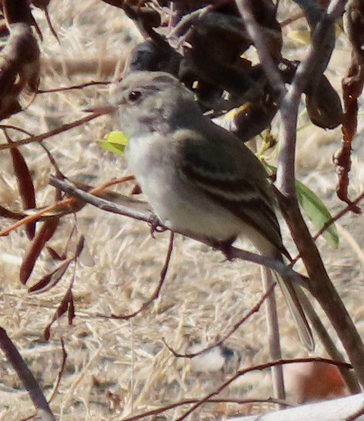 Gray Flycatcher - ML624065460