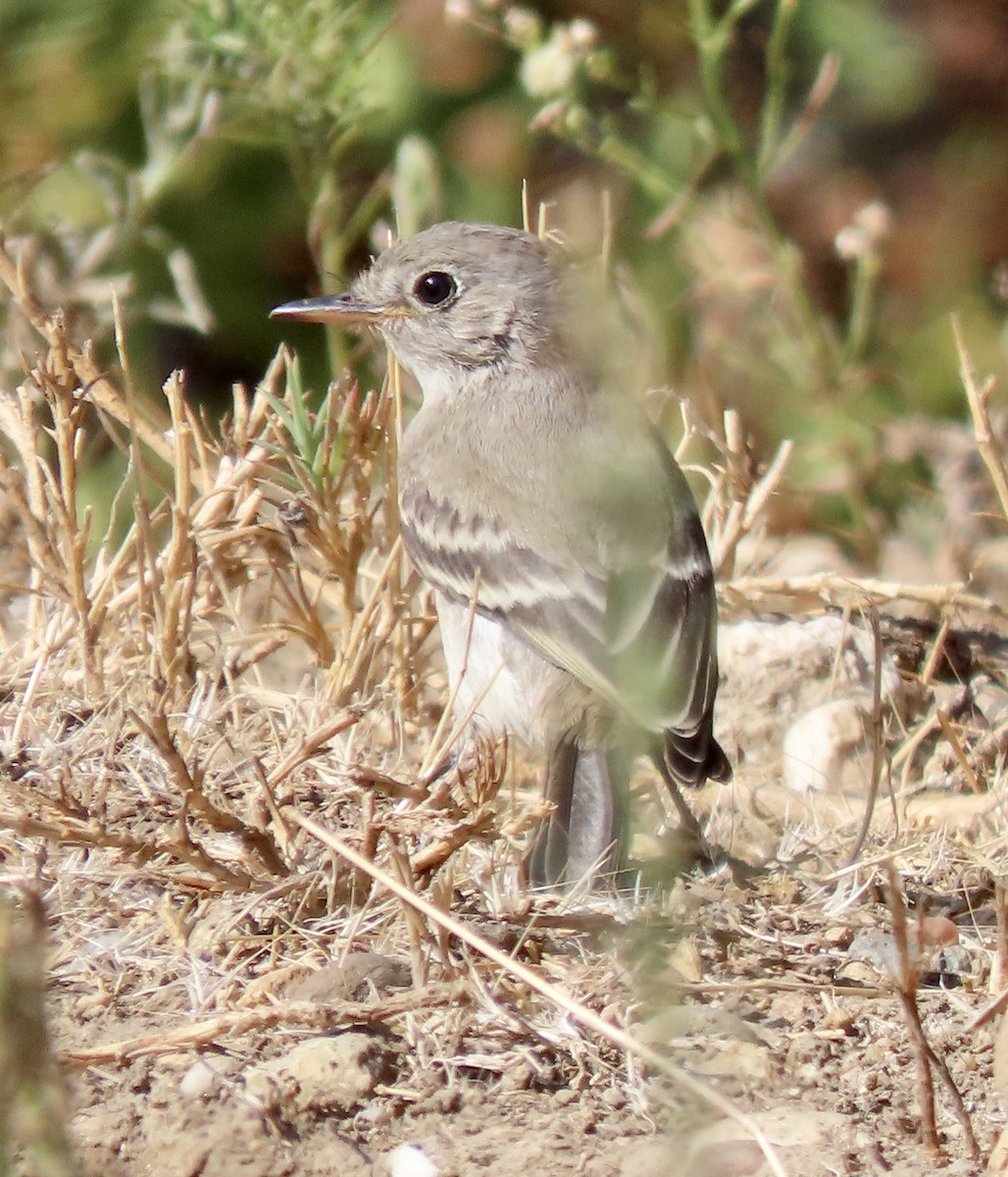 Gray Flycatcher - ML624065463