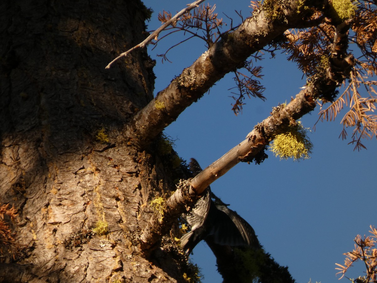 Black-backed Woodpecker - ML624065464